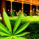 Michigan Marijuana laws